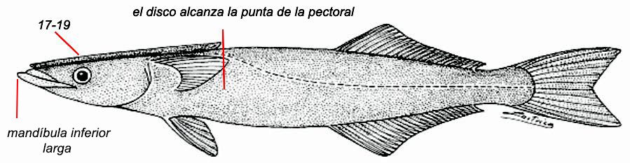 Remora remora_01.jpg